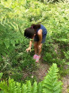 wildblueberries2